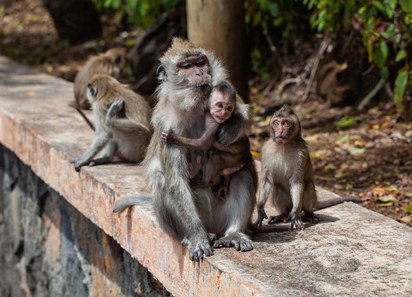 국제 사회가 원숭이두창으로 인한 비상사태를 검토한다는 소식에 미코바이오메드 주가가 상한가를 기록했다. 사진은 기사내용과 무관. /사진=픽사베이