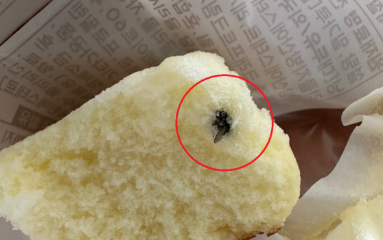 파리바게뜨 ‘촉촉한 치즈케이크’에 파리로 추정되는 이물질이 박혀 있다. /사진=JTBC 제보 사진 캡처