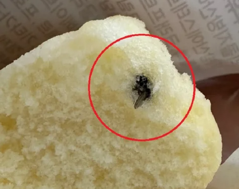 파리바게뜨 ‘촉촉한 치즈케익’에 파리로 추정되는 벌레가 박혀 있다. /사진=JTBC 제보 사진 캡처